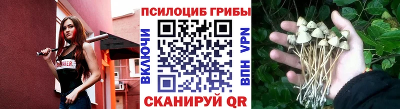 как найти закладки  Городец  shop телеграм  Псилоцибиновые грибы мицелий 